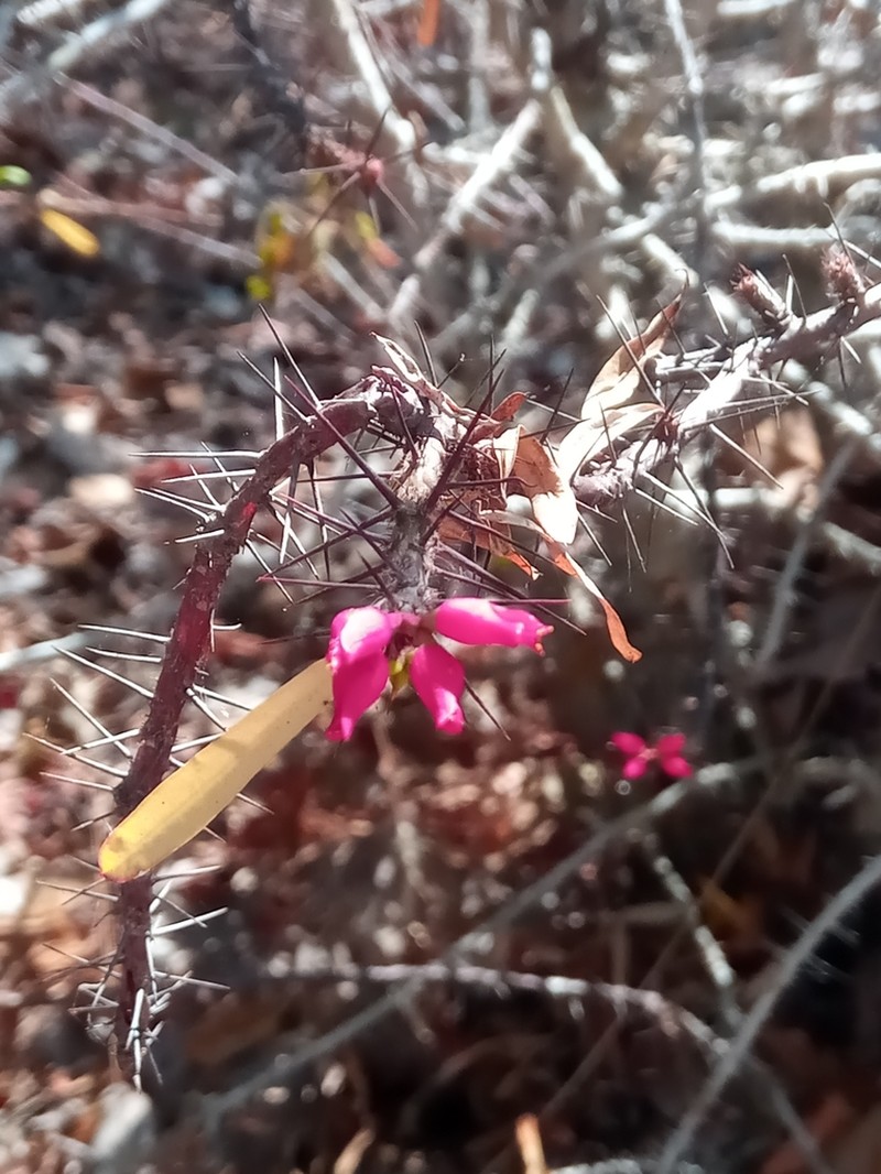 Euphorbia pedilanthoides photo 4