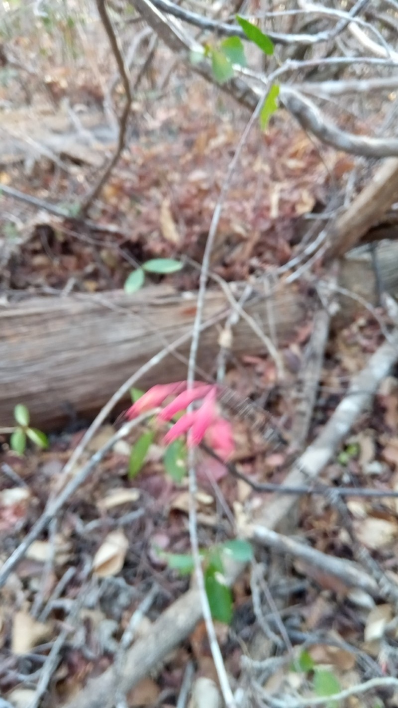 Euphorbia pedilanthoides photo 5