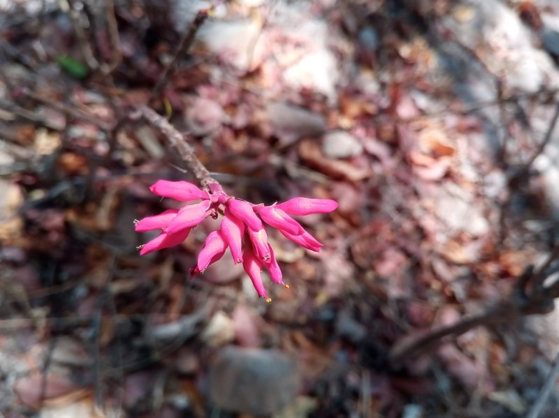 Euphorbia pedilanthoides photo 6