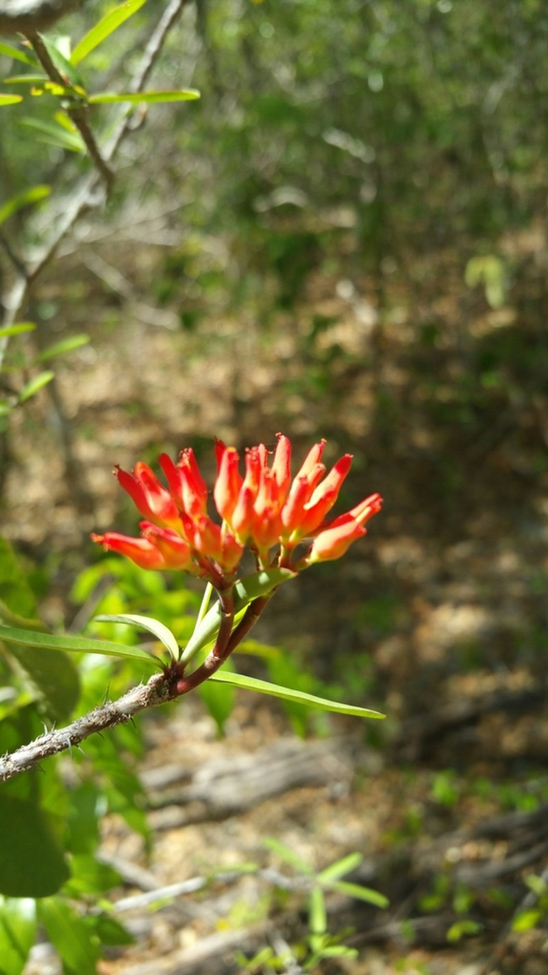 Euphorbia pedilanthoides photo 7