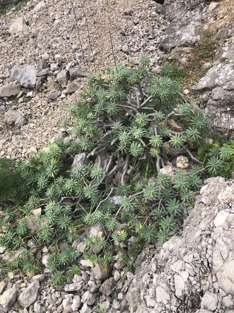 Euphorbia pedroi photo 2
