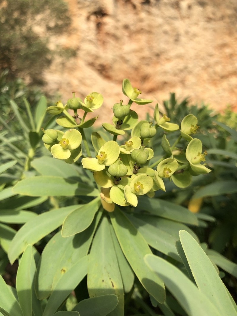Euphorbia pedroi photo 3