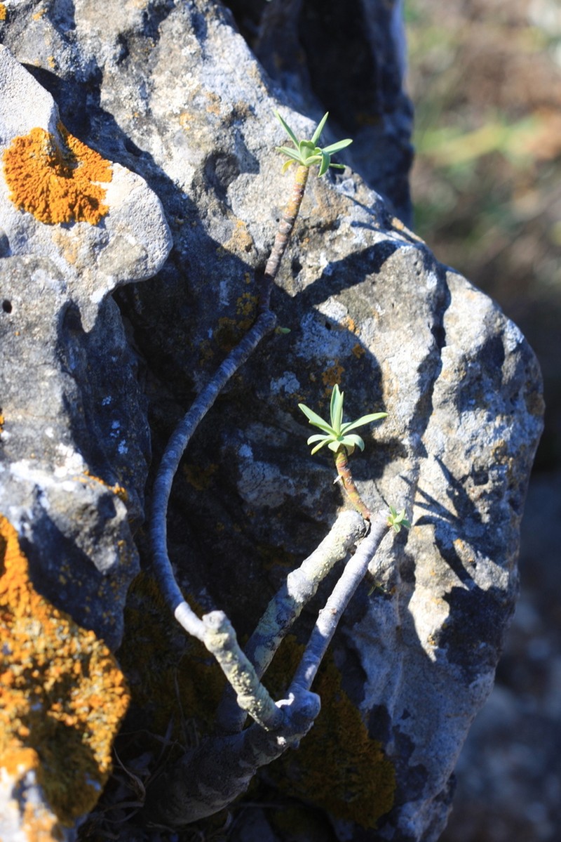 Euphorbia pedroi photo 4