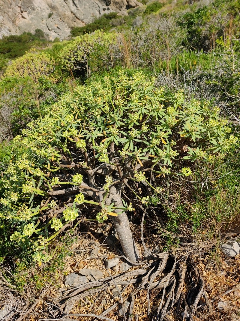 Euphorbia pedroi photo 5