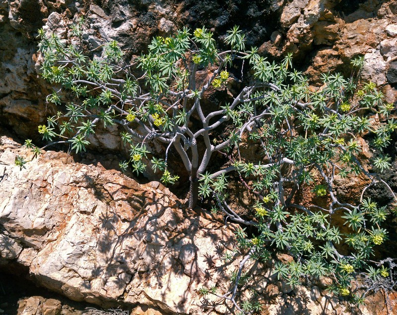 Euphorbia pedroi photo 7