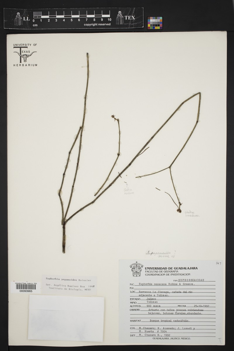 Euphorbia peganoides