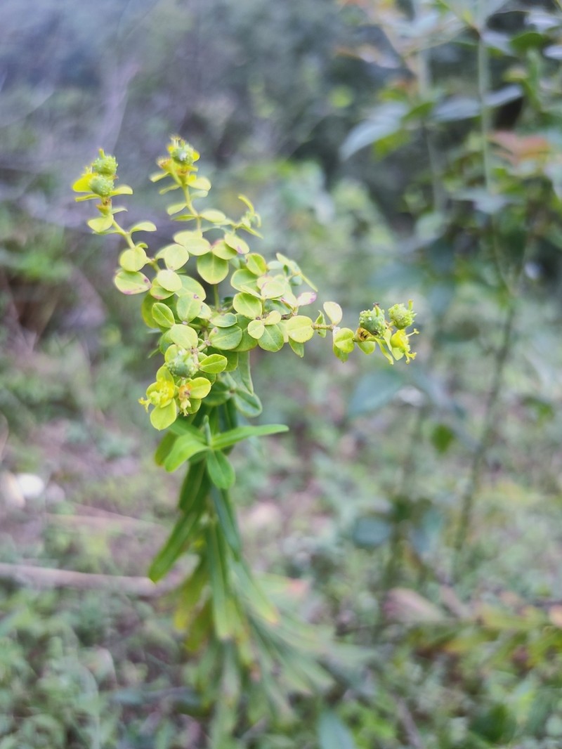 Euphorbia pekinensis photo 2