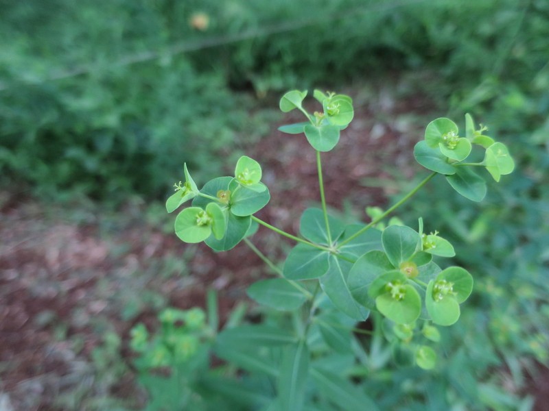 Euphorbia pekinensis photo 3