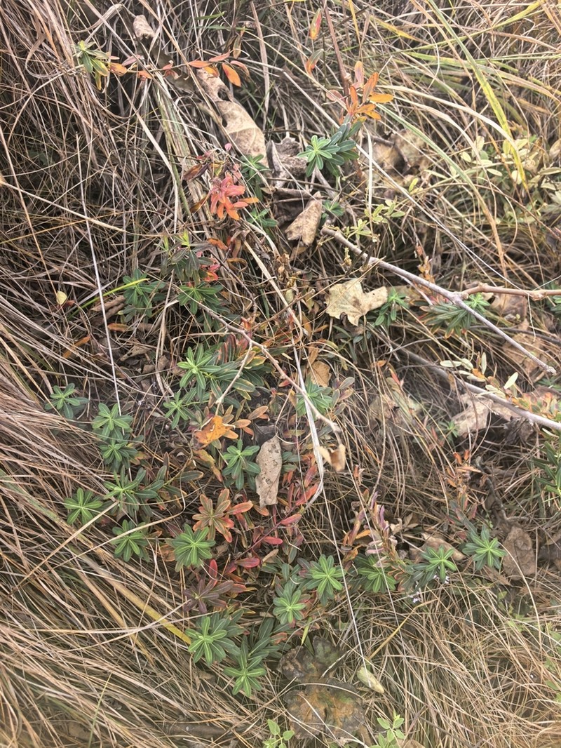 Euphorbia pekinensis photo 4