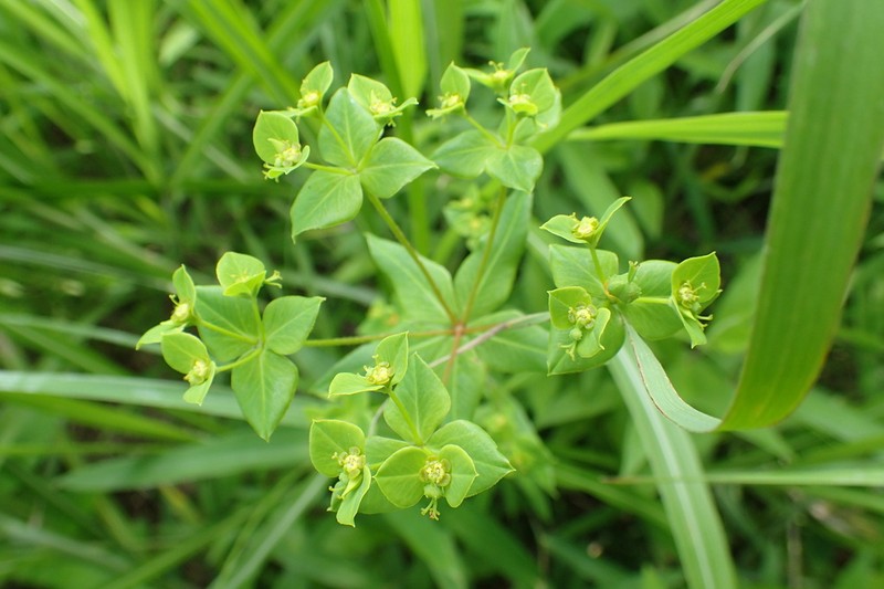 Euphorbia pekinensis photo 5