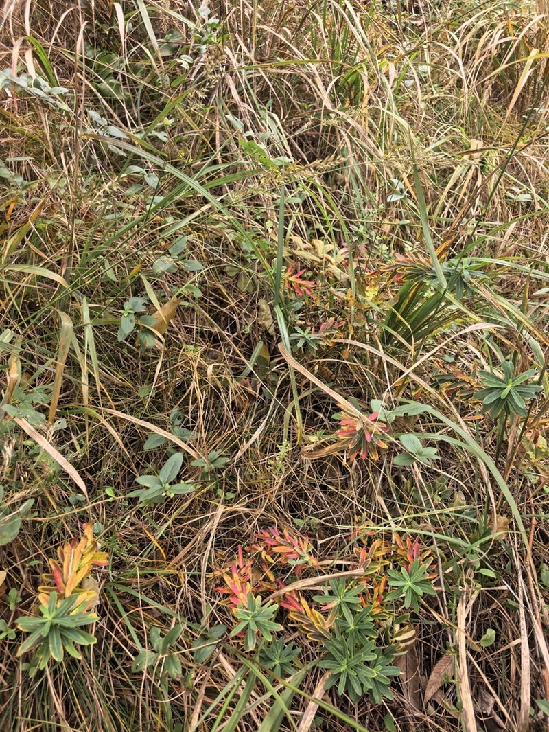 Euphorbia pekinensis photo 6