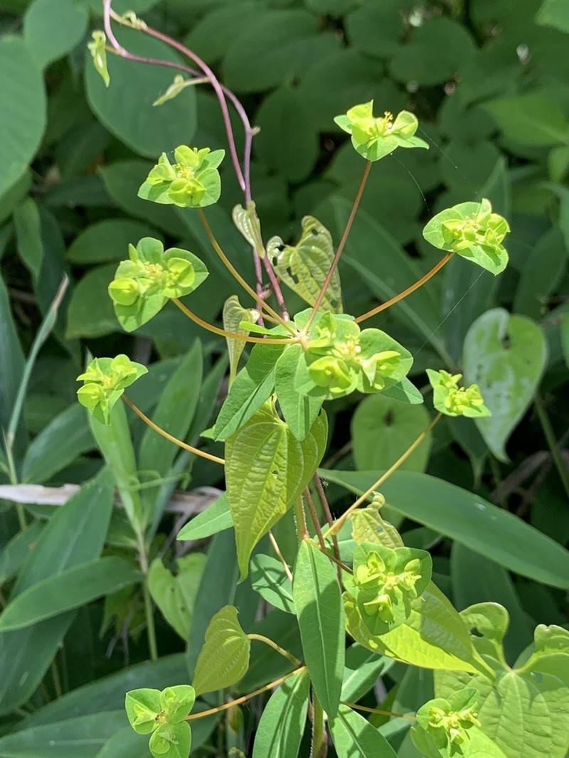Euphorbia pekinensis photo 7
