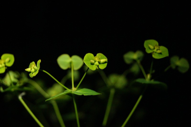 Euphorbia pekinensis subsp. pekinensis