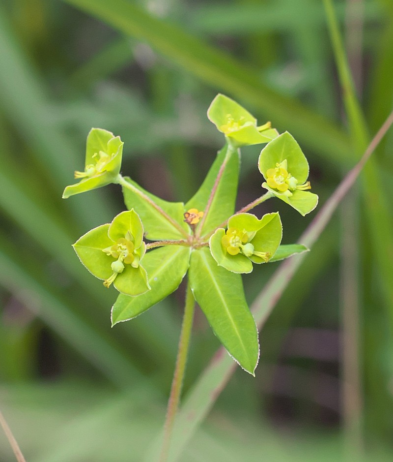 Euphorbia pekinensis subsp. pekinensis photo 2