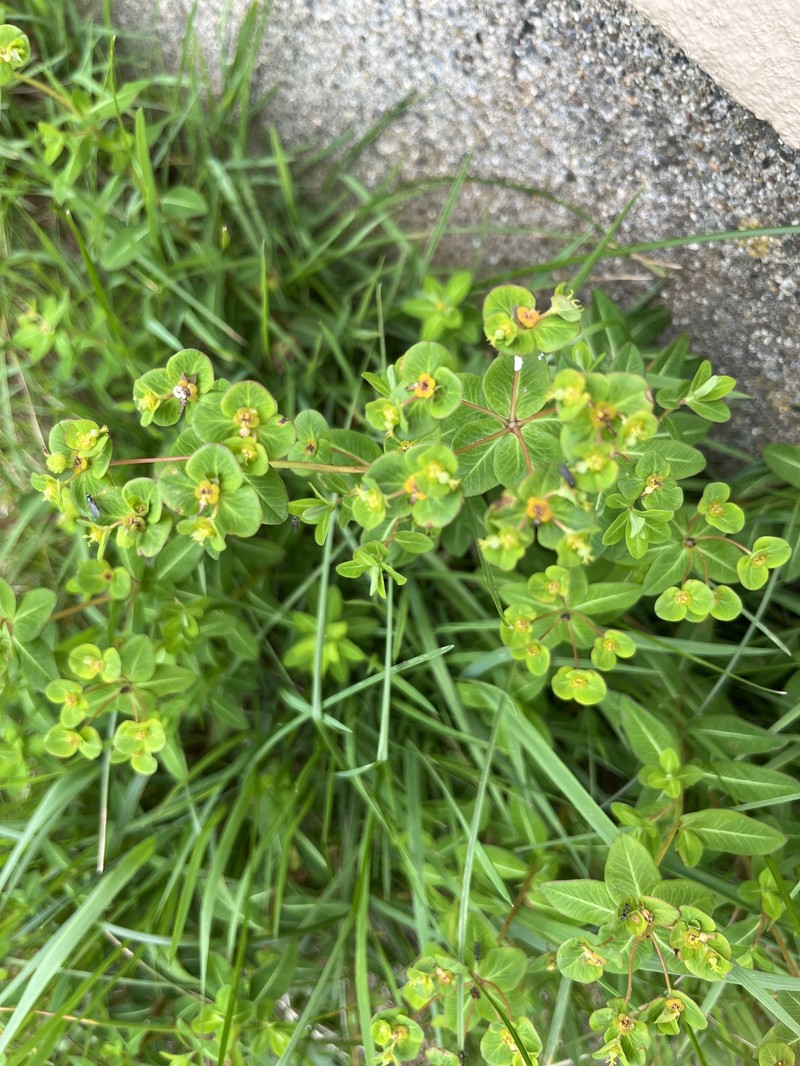 Euphorbia pekinensis subsp. pekinensis photo 3