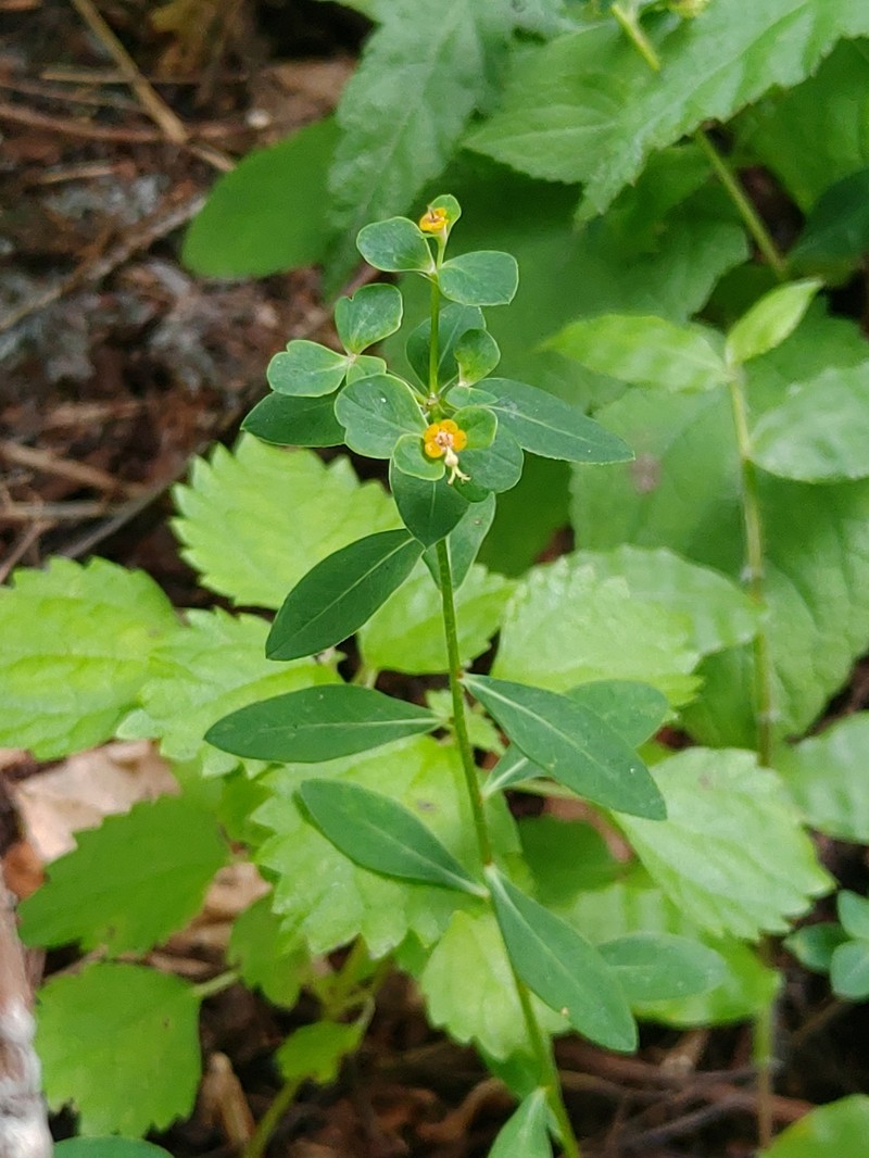 Euphorbia pekinensis subsp. pekinensis photo 4