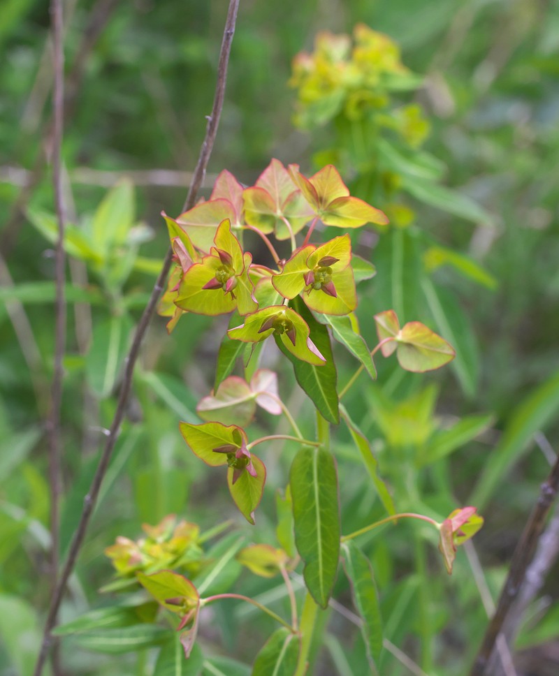 Euphorbia pekinensis subsp. pekinensis photo 5