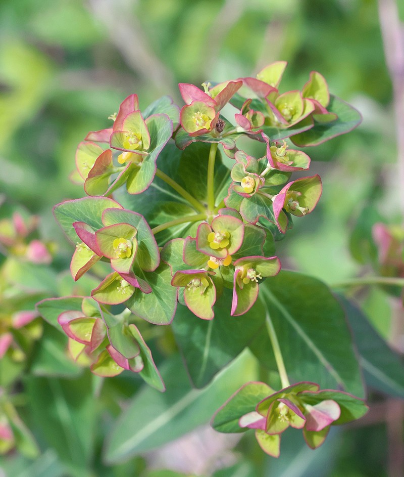 Euphorbia pekinensis subsp. pekinensis photo 6