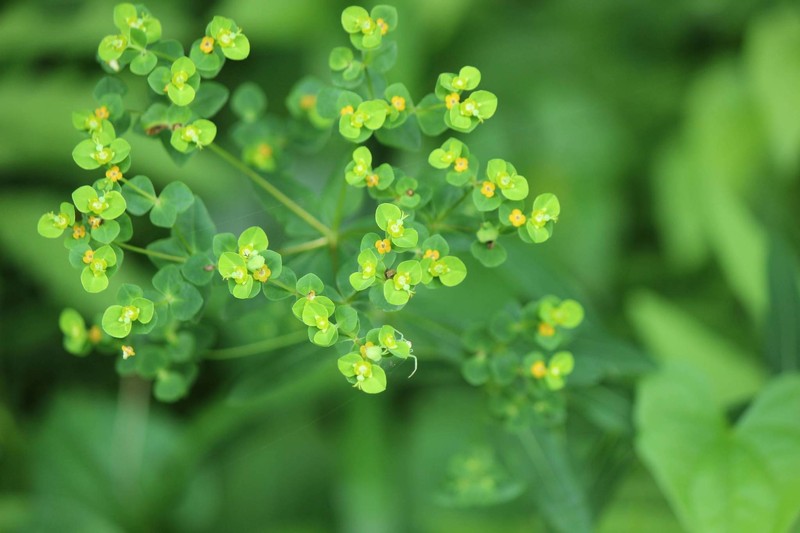Euphorbia pekinensis subsp. pekinensis photo 7