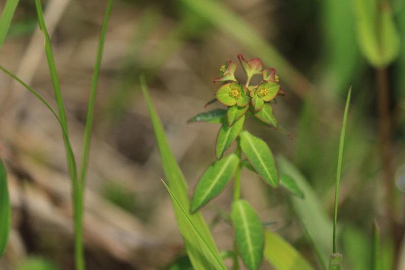 Euphorbia pekinensis subsp. pekinensis photo 8