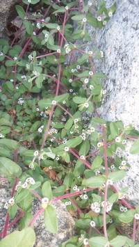 Euphorbia peninsularis