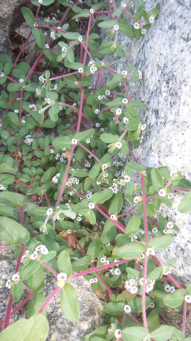 Euphorbia peninsularis