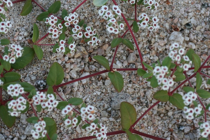 Euphorbia peninsularis photo 2