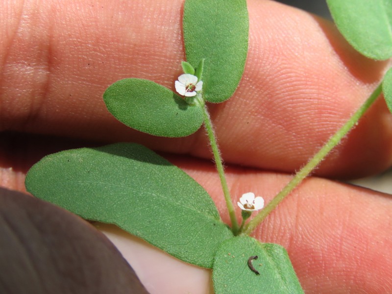 Euphorbia peninsularis photo 3