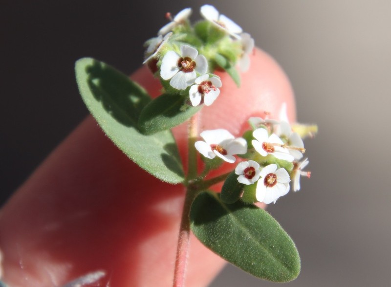 Euphorbia peninsularis photo 4