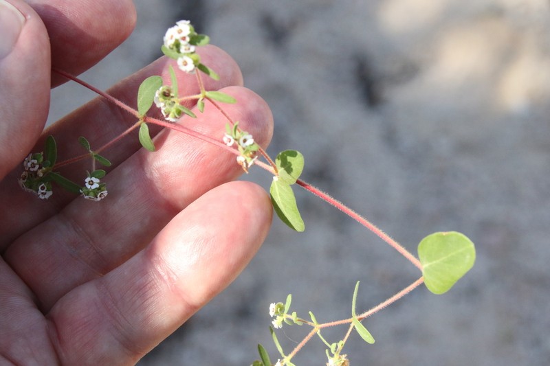 Euphorbia peninsularis photo 5