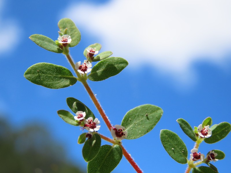 Euphorbia peninsularis photo 6