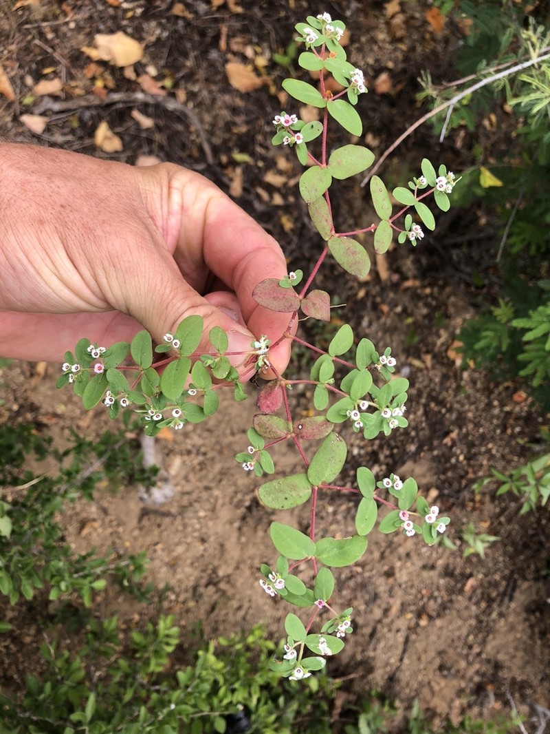 Euphorbia peninsularis photo 7