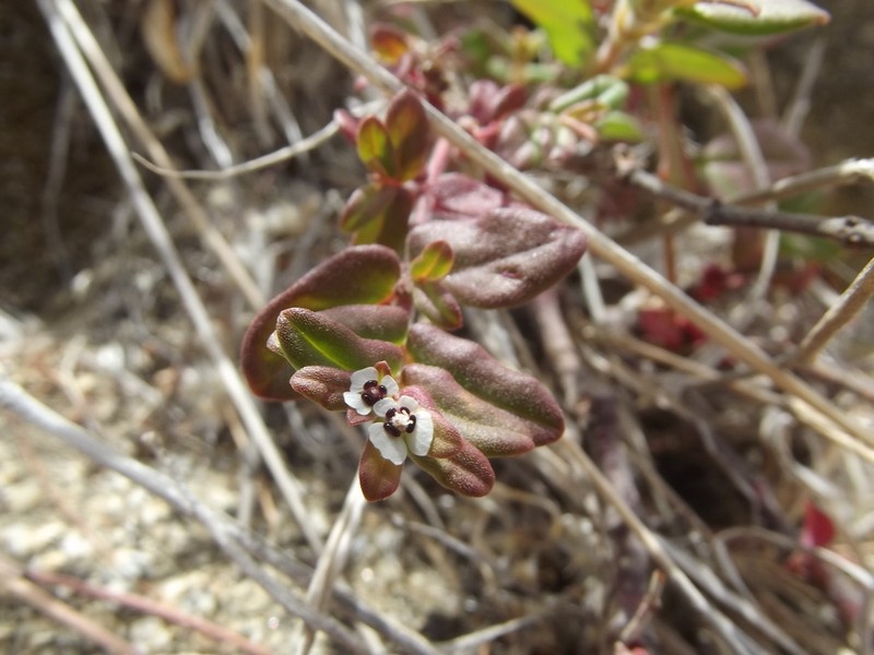 Euphorbia peninsularis photo 8