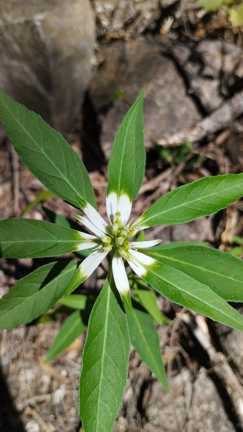Euphorbia pentadactyla