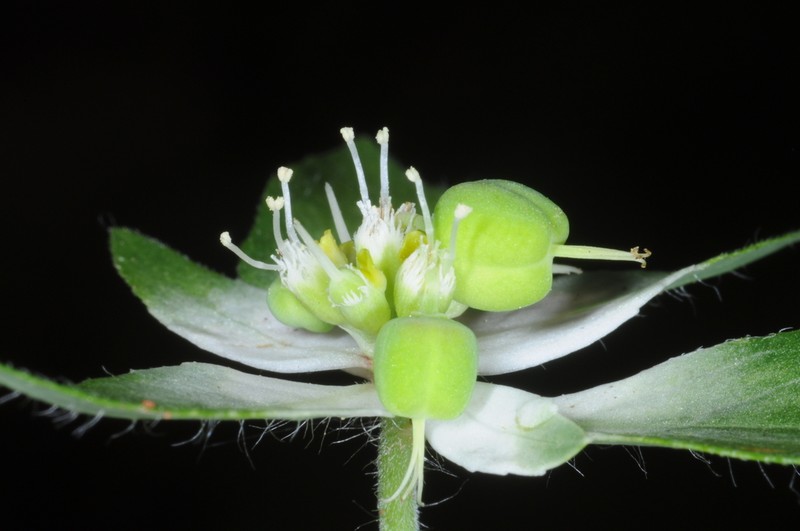 Euphorbia pentadactyla photo 2
