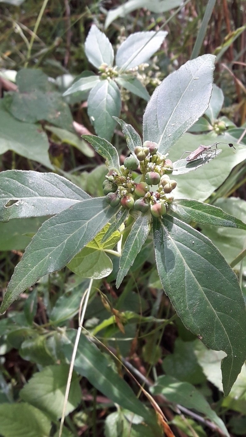 Euphorbia pentadactyla photo 3