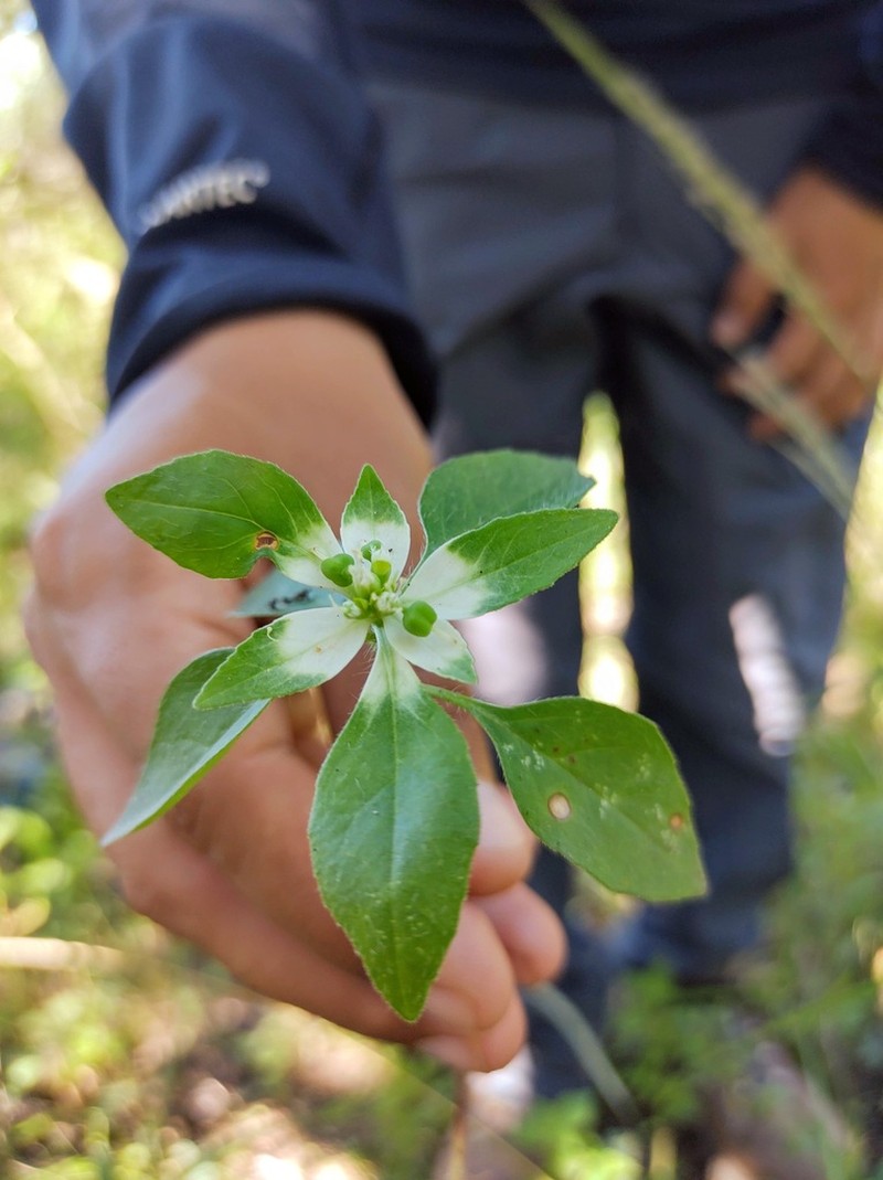 Euphorbia pentadactyla photo 4