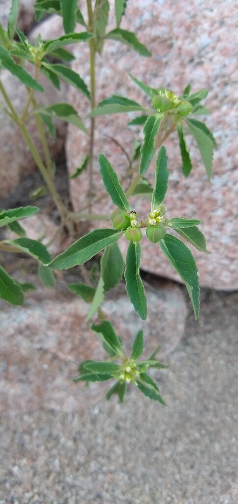 Euphorbia pentadactyla photo 5