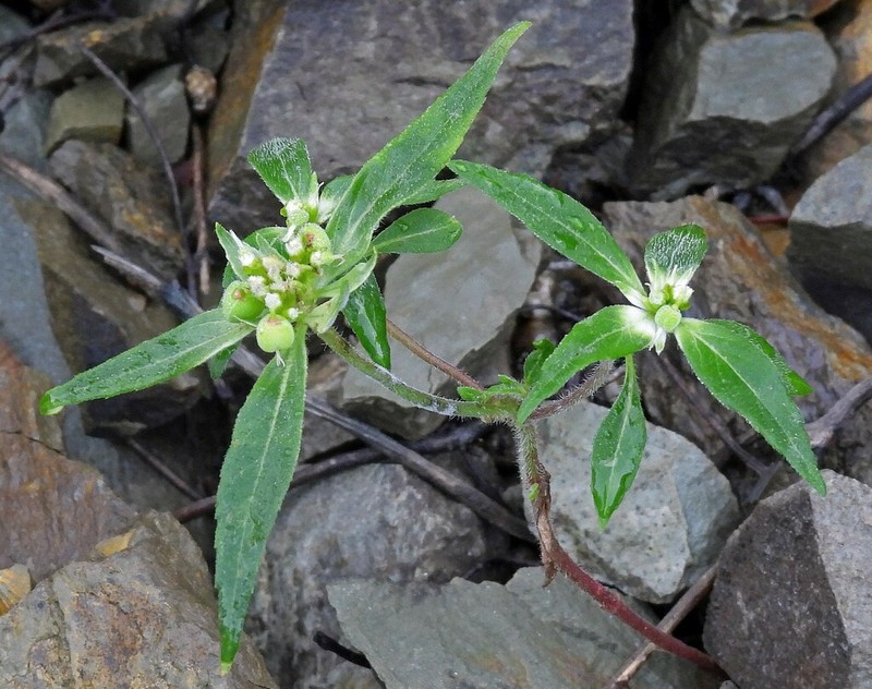 Euphorbia pentadactyla photo 6