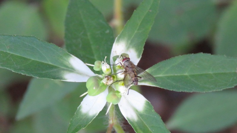 Euphorbia pentadactyla photo 7