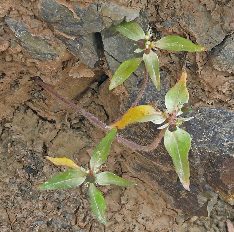 Euphorbia pentadactyla photo 8