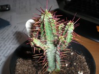 Euphorbia pentagona