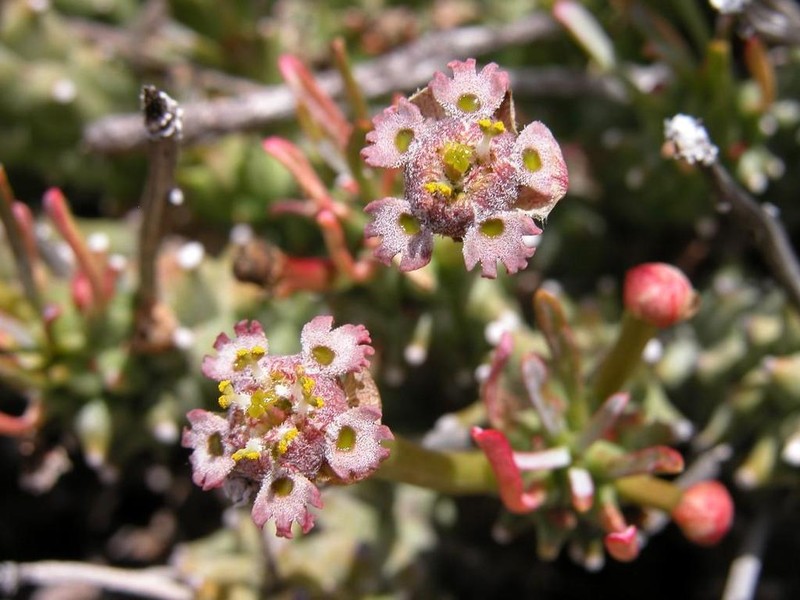 Euphorbia pentops photo 2