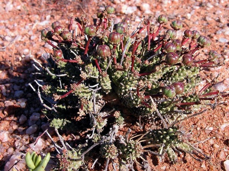 Euphorbia pentops photo 3