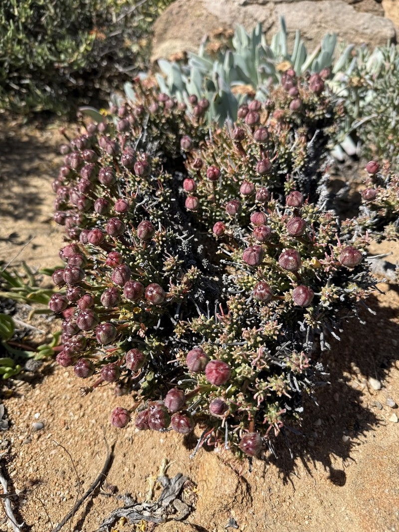 Euphorbia pentops photo 4