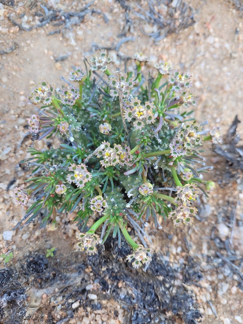 Euphorbia pentops photo 5
