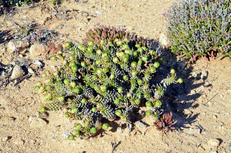 Euphorbia pentops photo 6