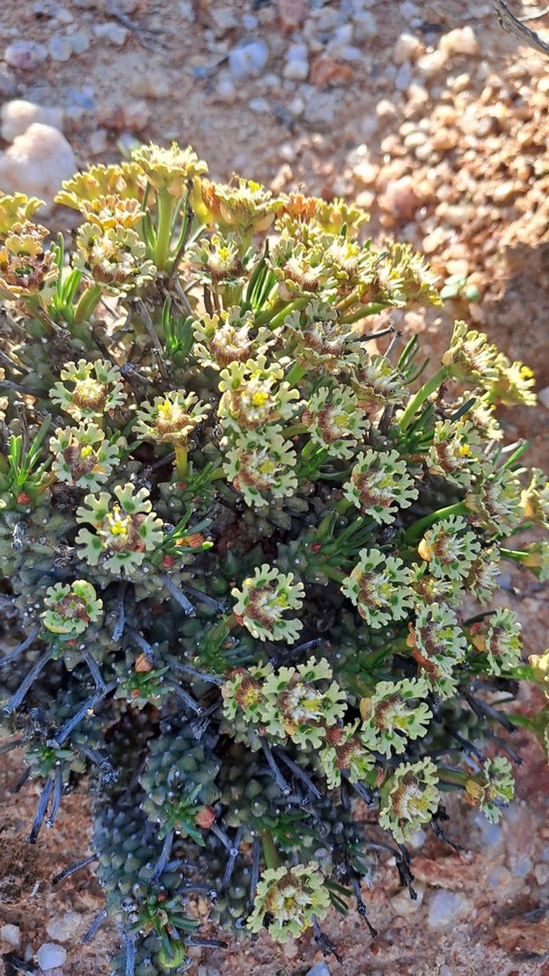 Euphorbia pentops photo 7