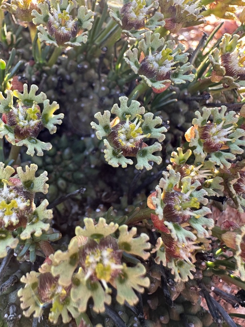 Euphorbia pentops photo 8