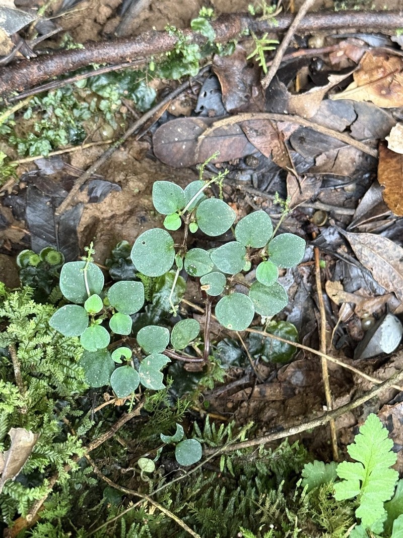 Euphorbia peperomioides photo 2